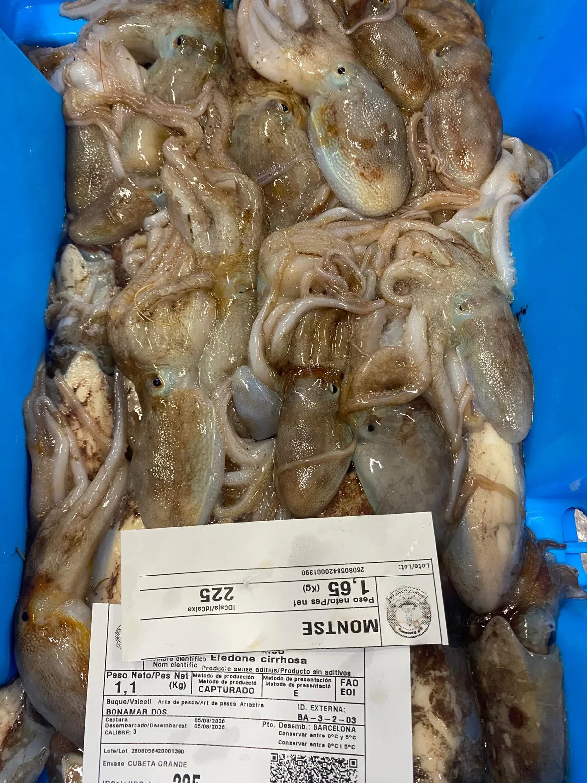 Sepias de lonja con etiqueta identificativa de Pescadería Montse