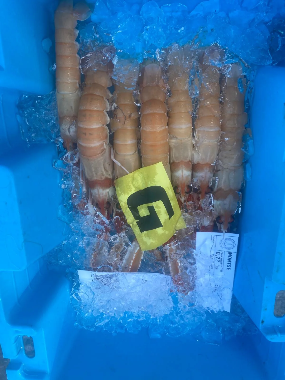 Galeras ordenadas en caja de lonja sobre hielo