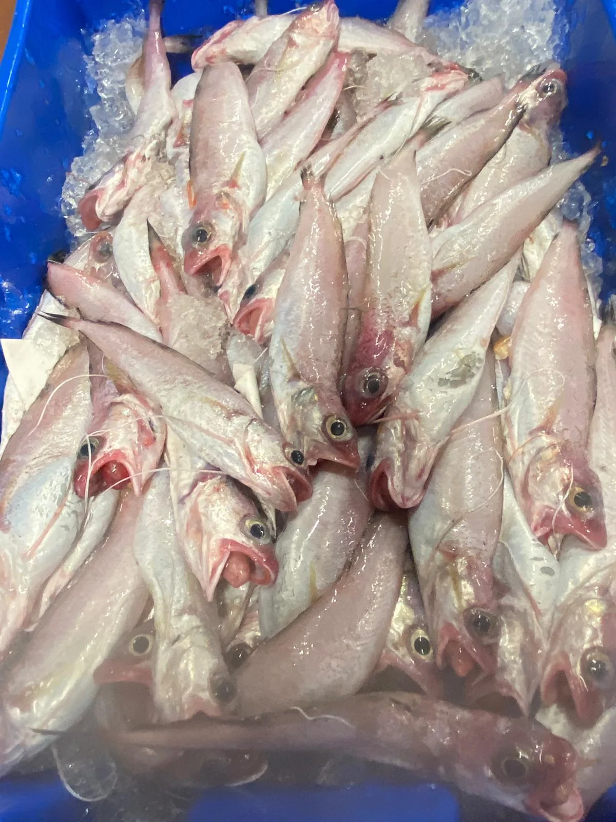 Pescado fresco de pequeño tamaño recién llegado de lonja