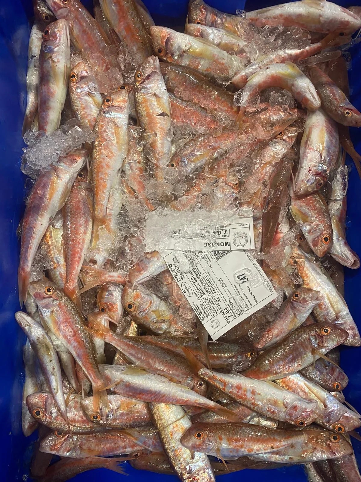 Salmonetes de lonja sobre hielo con etiqueta de trazabilidad