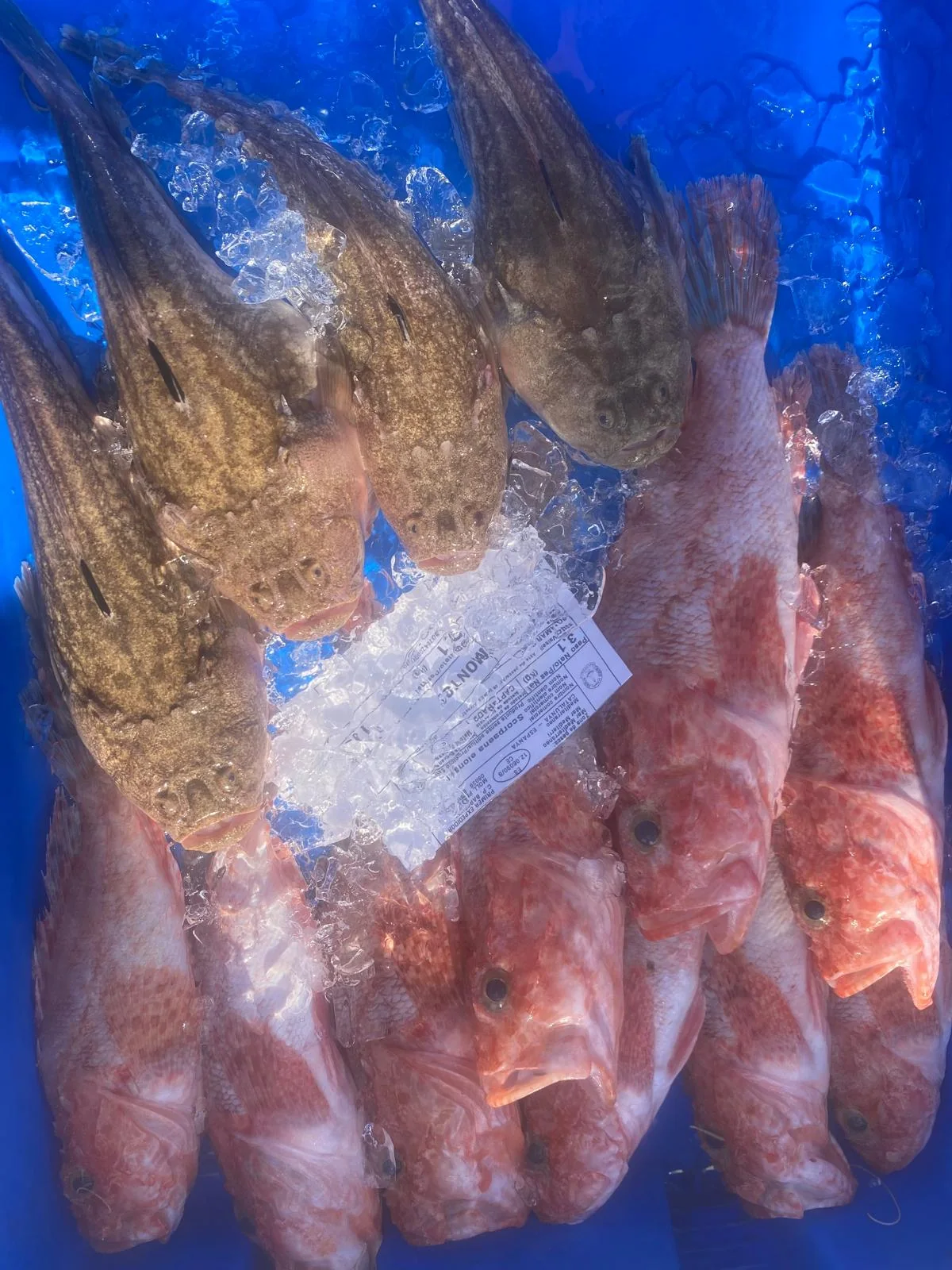 Pescado variado de lonja conservado en hielo