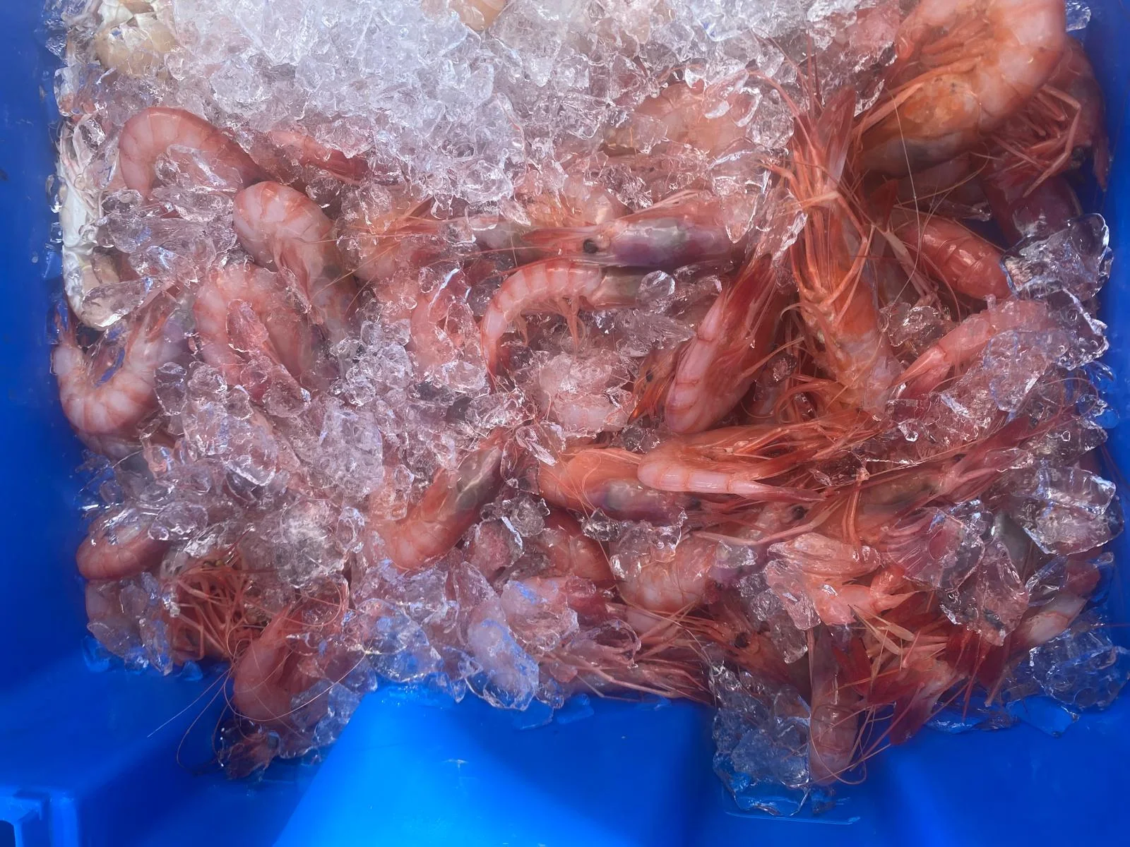 Gambas frescas sobre hielo, producto de Pescadería Montse