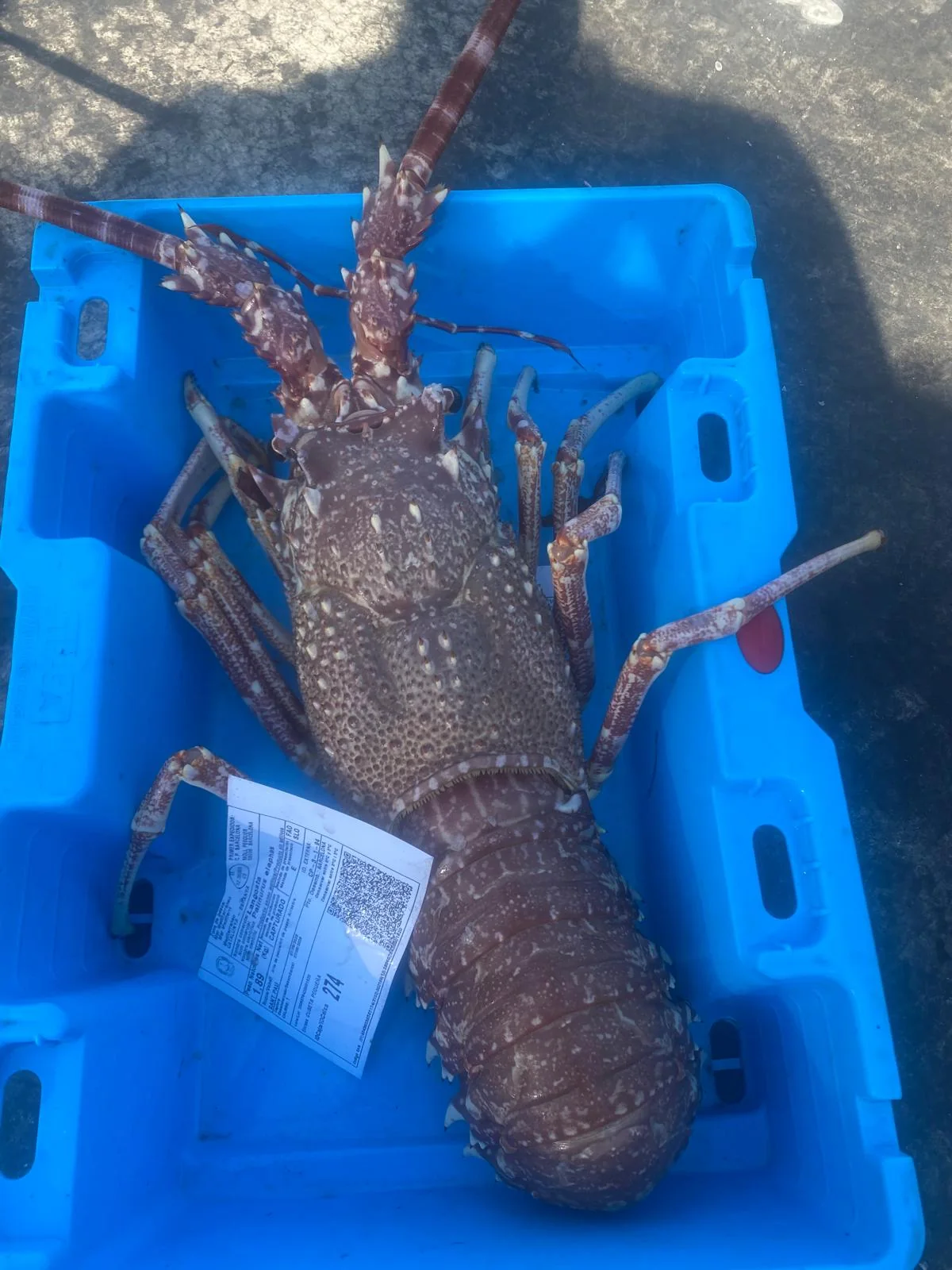 Langosta de lonja en caja azul con su etiqueta