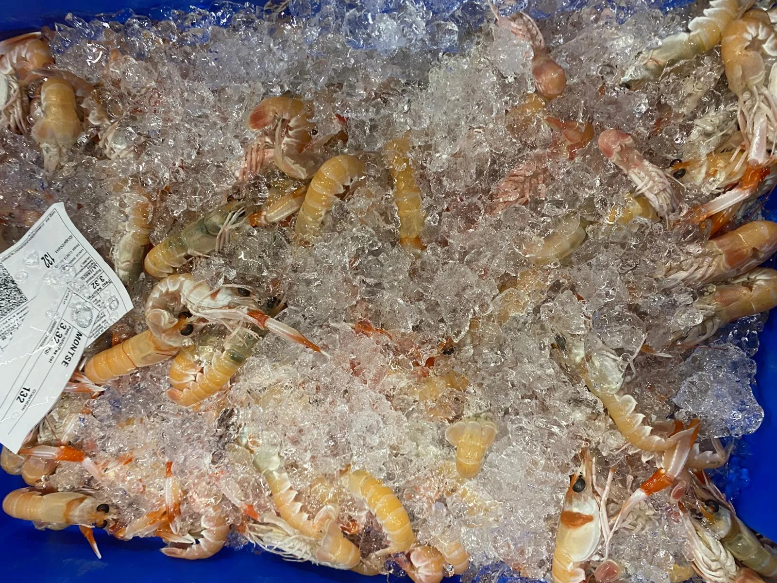 Galeras frescas en hielo con etiqueta de trazabilidad